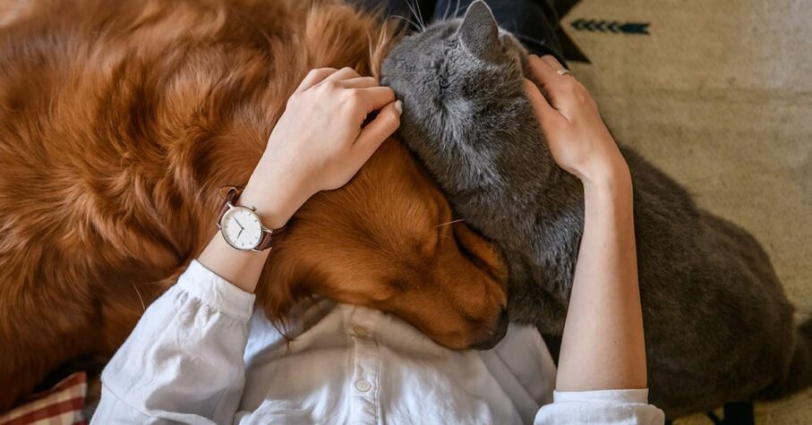 How dogs and cats help mental health